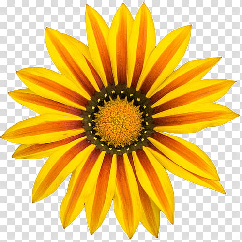 Flower White Yellow Asanti Color, Video, Sunflower, Gazania, Petal, Plant, Gerbera, African Daisy transparent background PNG clipart