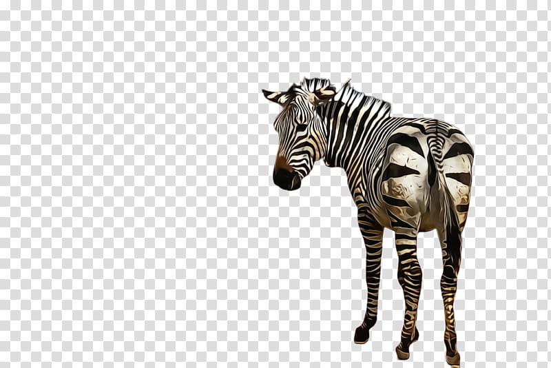 zebra wildlife animal figure terrestrial animal snout, Watercolor, Paint, Wet Ink, Quagga, Mane transparent background PNG clipart