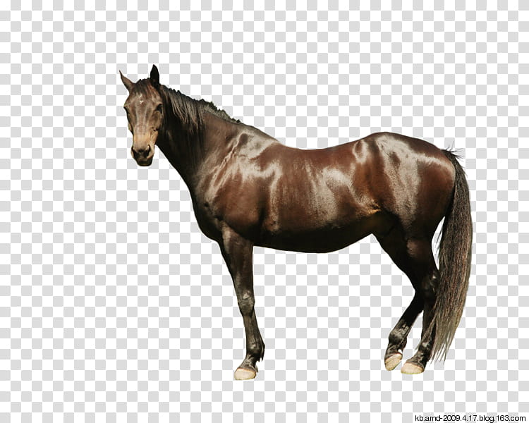 Horse, Andalusian Horse, Thoroughbred, Gallop, Drawing, Mane, Bay, Rein transparent background PNG clipart