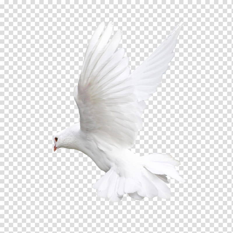 Dove Bird, Pigeons And Doves, Fantail Pigeon, Indian Fantail, Flight, Whiteheaded Pigeon, Columbiformes, Rock Dove transparent background PNG clipart