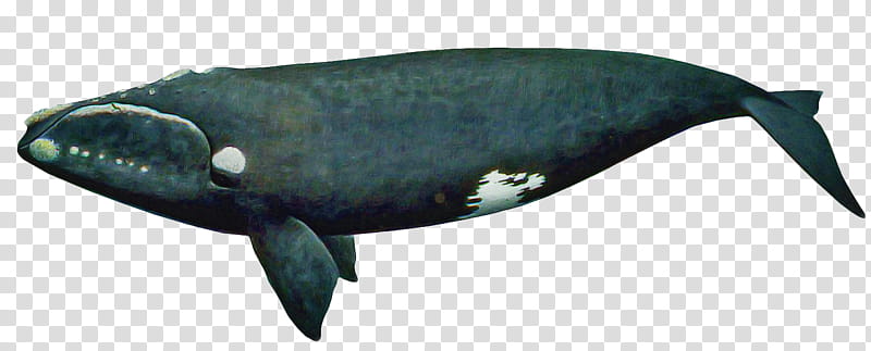 marine mammal fish cetacea whale blue whale, Fin, Sperm Whale, Bowhead transparent background PNG clipart