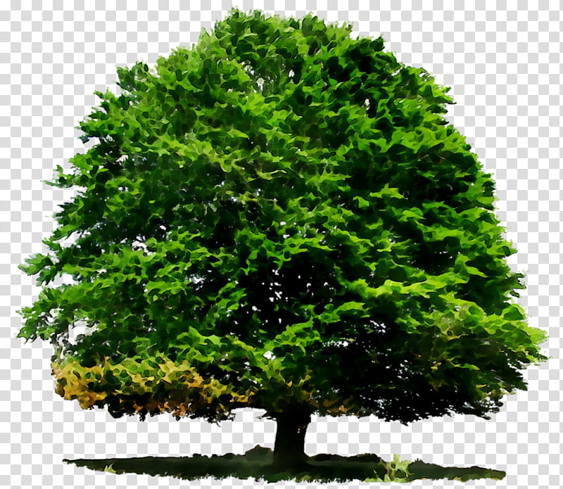 Oak Tree Leaf, Stump Grinder, Sticker, Plants, Mug, Wood, Green, Woody Plant transparent background PNG clipart