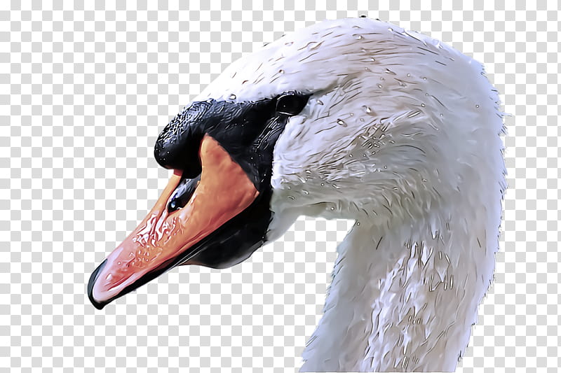 swan bird beak water bird ducks, geese and swans, Ducks Geese And Swans, Trumpeter Swan, Waterfowl, Hunting Decoy, Goose, Wildlife transparent background PNG clipart