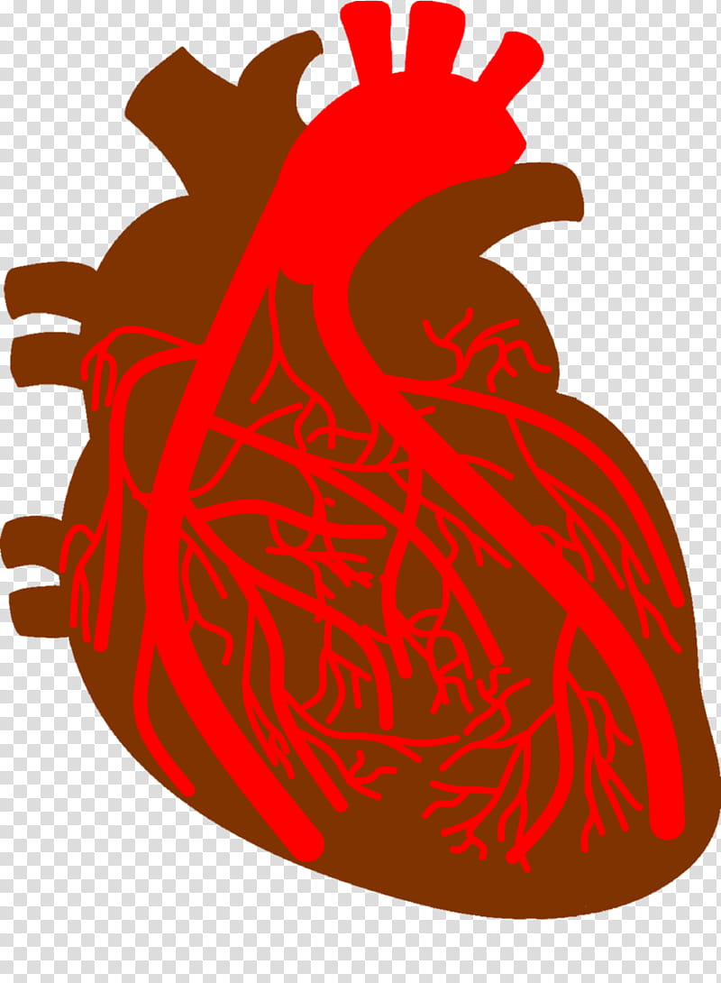 Health Heart, Artery, Coronary Arteries, Coronary Artery Disease, Cardiovascular Disease, Medicine, Blood Vessel, Circulatory System transparent background PNG clipart