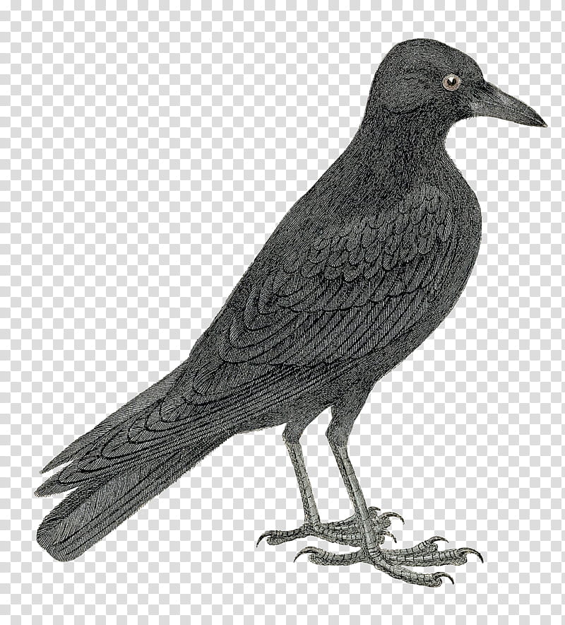 bird beak crow raven new caledonian crow, Fish Crow, Crowlike Bird transparent background PNG clipart