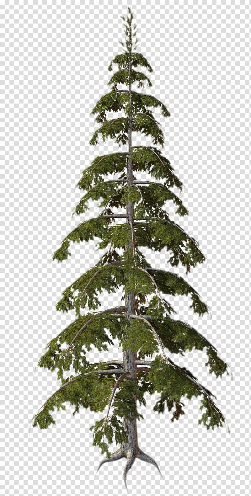 D Trees , pine tree transparent background PNG clipart