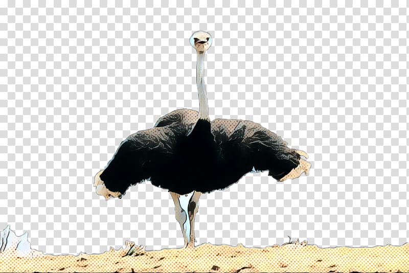 Cartoon Bird, Common Ostrich, Beak, Ratite, Flightless Bird, Wildlife, Feather transparent background PNG clipart