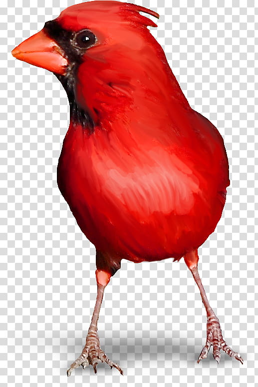 Cardinal Bird, New World Warblers, Red, Peafowl, Beak, Feather, Passerine, Northern Cardinal transparent background PNG clipart