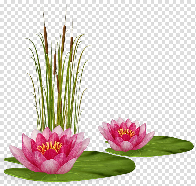 Lily Flower, Floral Design, Blog, Nymphaea Nelumbo, Painting, Drawing, Yandex, Lotus transparent background PNG clipart