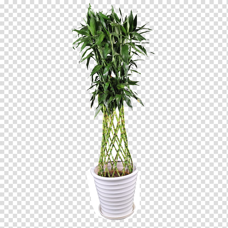 Bamboo Tree, Lucky Bamboo, Tropical Woody Bamboos, Penjing, Flowerpot, Plants, Furniture, Garden transparent background PNG clipart