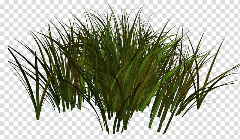 Family Tree, Sweet Grass, Herbaceous Plant, Plants, Grasses, Shrub, Plant Stem, Tropical Garden transparent background PNG clipart