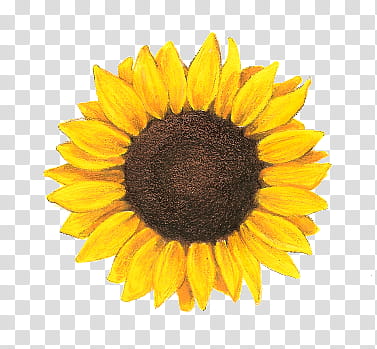 Transparent Background Sunflower Clipart Png