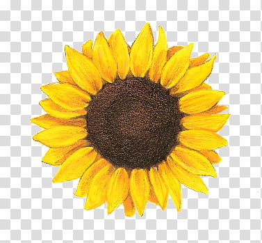 RNDOM, yellow sunflower art transparent background PNG clipart