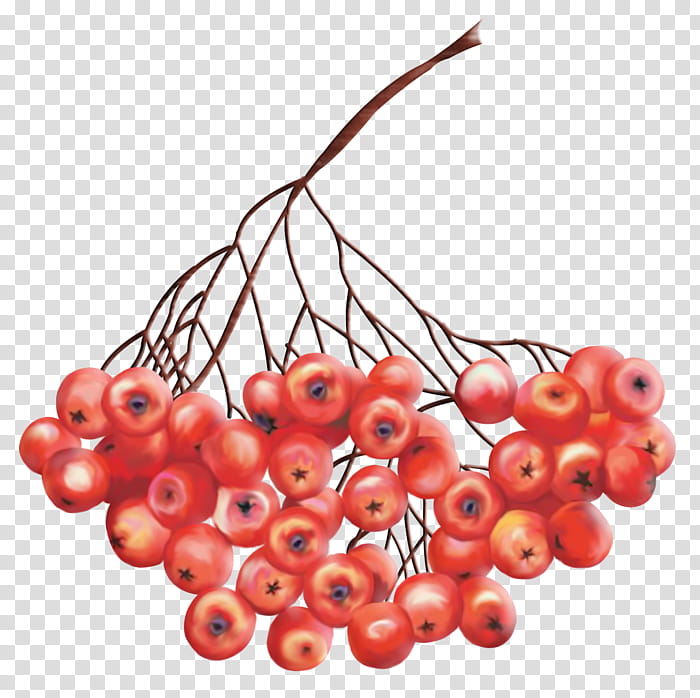 Family Tree, Rowan, Drawing, Berries, Fruit, Autumn, Pink Peppercorn, Stxea Nr Eur transparent background PNG clipart