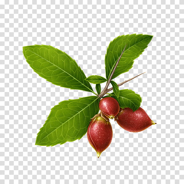 , three oval red fruits with green leaves transparent background PNG clipart