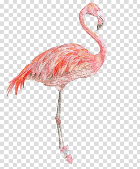 Flowers and Birds P, pink flamingo transparent background PNG clipart