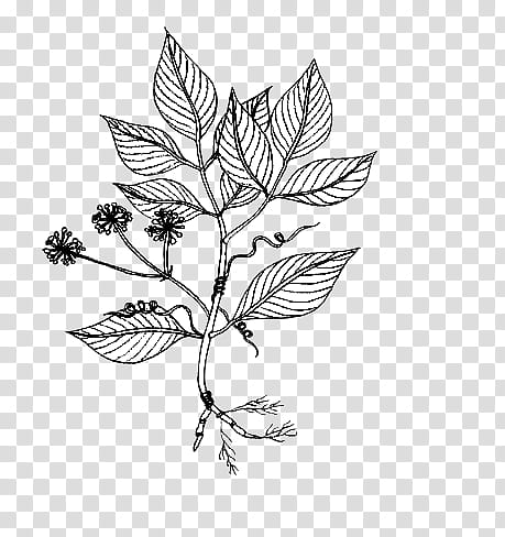 Leaf Drawing Plants Sketch PNG, Clipart, Artwork, Beak, Bird, Black And  White, Branch Free PNG Download