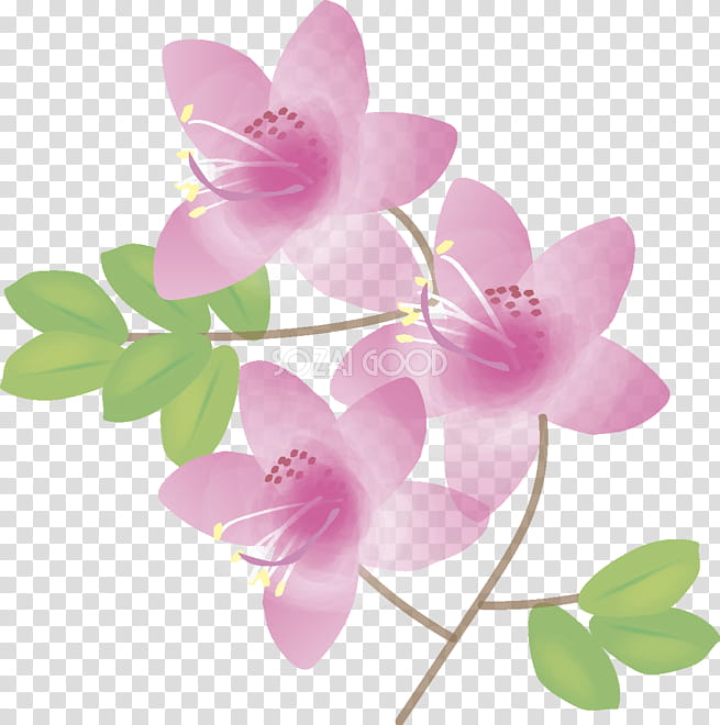 Pink Flower, Rhododendron, Plants, Plant Stem, Moth Orchids, Tulip, Petal, Purple transparent background PNG clipart