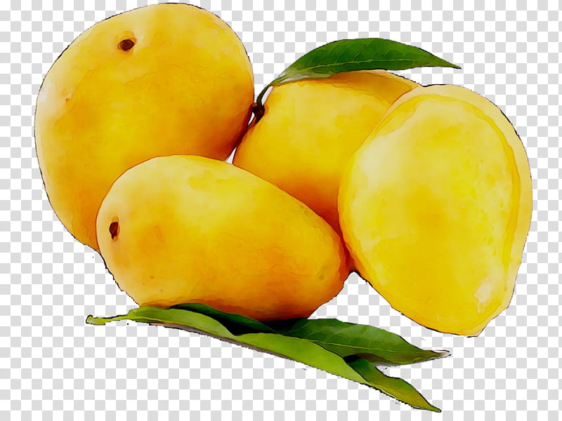Mango Tree, Painting, Map, Lemon, Logo, Thumb, Totapuri, Food transparent background PNG clipart
