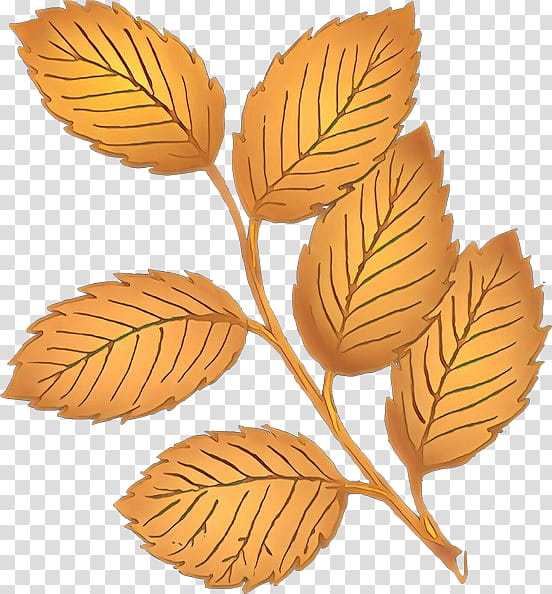 leaf plant tree swamp birch flower, Cartoon, Beech, Flowering Plant transparent background PNG clipart