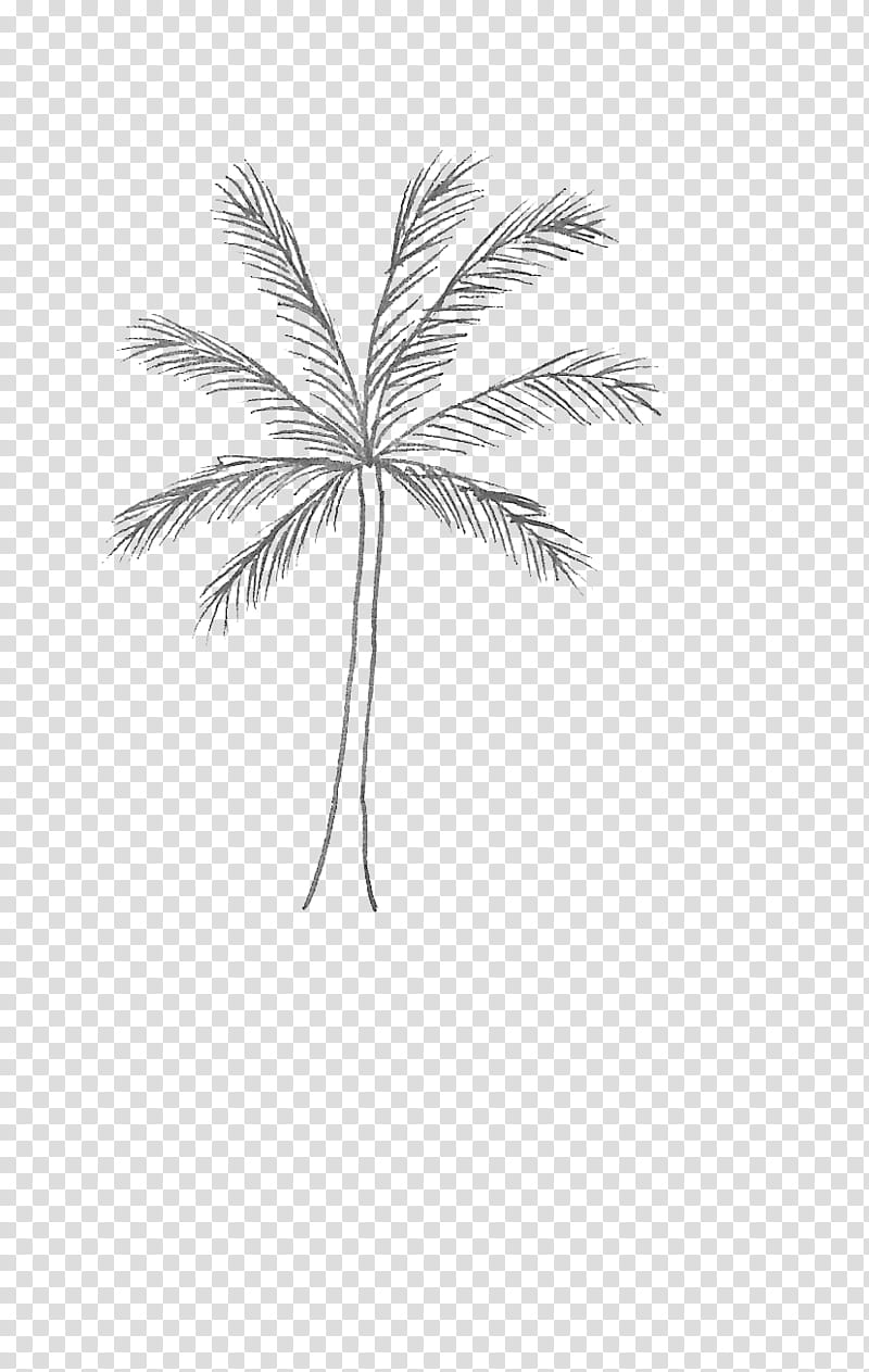 Palm tree, White, Leaf, Arecales, Blackandwhite, Plant, Woody Plant, Line transparent background PNG clipart