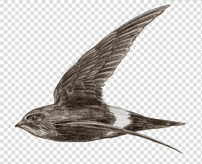 Swallow Bird, Beak, Fauna, Wader, Feather, Sand Martin, European Swallow, Wing transparent background PNG clipart