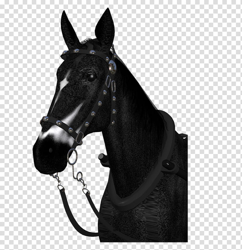 D Horses , black stallion horse transparent background PNG clipart