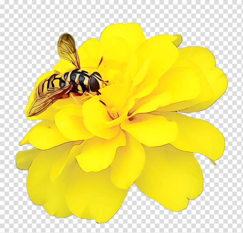 Marigold Flower, Blossom, Bloom, Flora, Honey Bee, Nectar, Yellow, Honeybee transparent background PNG clipart