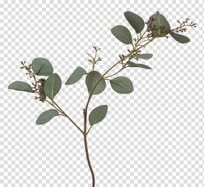 Foliage, green tree branch transparent background PNG clipart