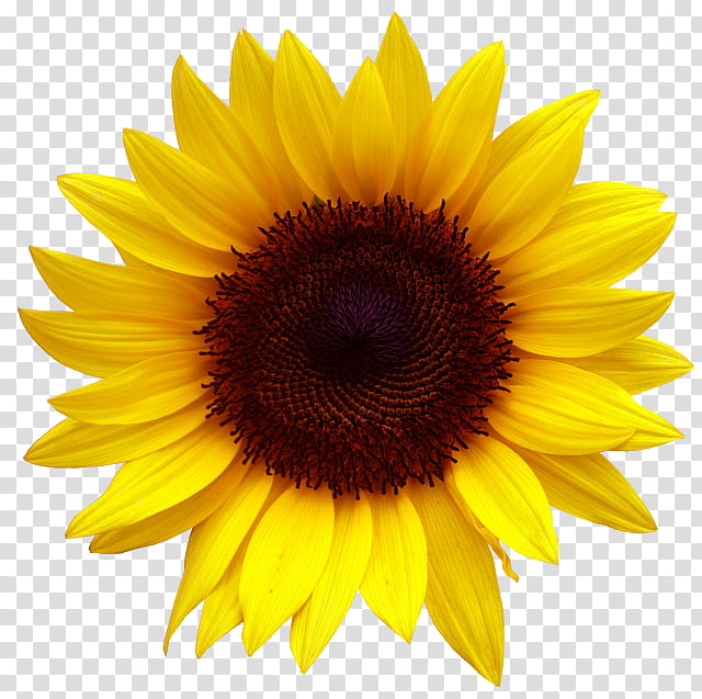 Flower Design, Common Sunflower, Sunflowers, Yellow, Petal, Sunflower Seed, Plant, Pollen transparent background PNG clipart