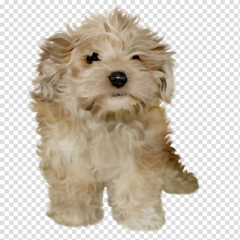 Lion, Cockapoo, Cavapoo, Schnoodle, Miniature Poodle, Goldendoodle, Havanese Dog, Little Lion Dog transparent background PNG clipart