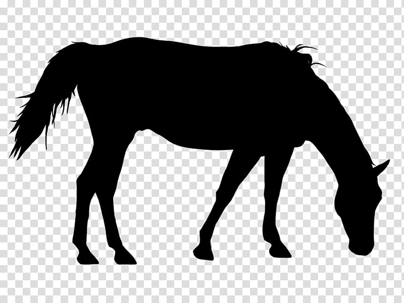 Hair, American Paint Horse, Mule, American Quarter Horse, Arabian Horse, Stallion, Pony, Andalusian Horse transparent background PNG clipart