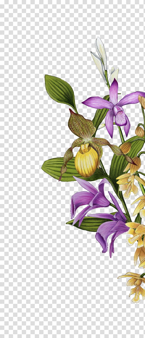 Flowers, Garden, Floral Design, Slipper Orchids, Cut Flowers, Garden Centre, Blume, Shrub transparent background PNG clipart