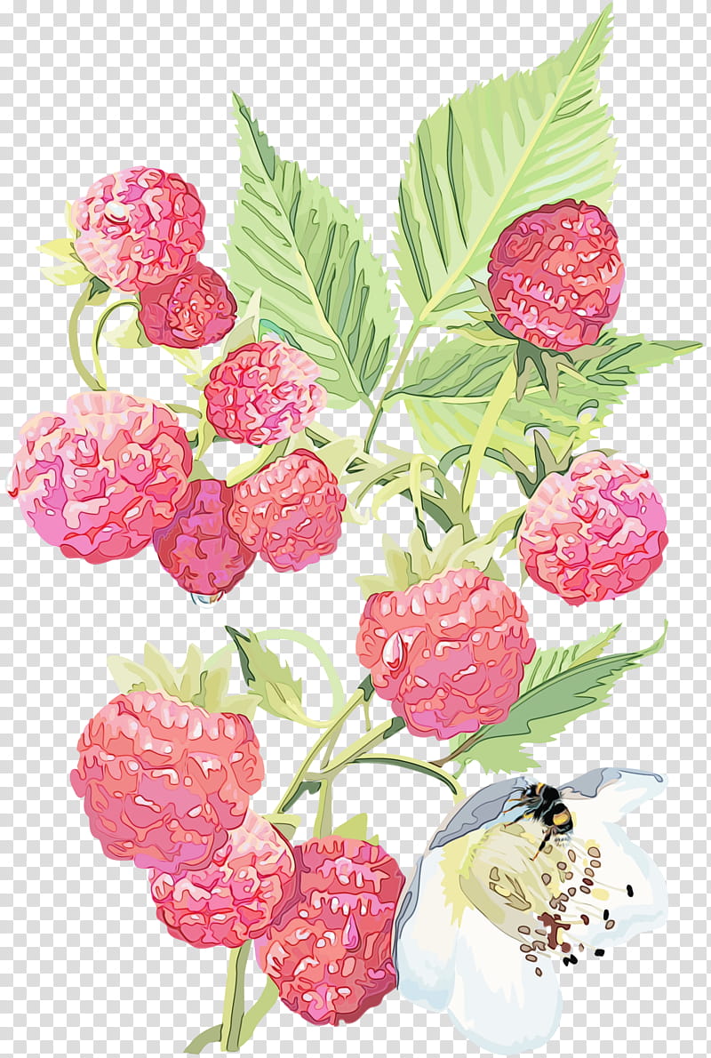 Bouquet Of Flowers Drawing, Watercolor, Paint, Wet Ink, Raspberry, Red Raspberry, Berries, Fruit transparent background PNG clipart