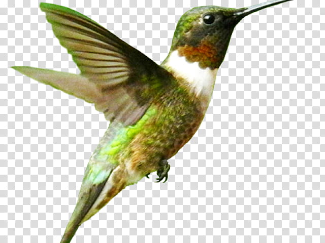 Watercolor, Hummingbird, Watercolor Painting, Rufous Hummingbird, Beak, Rubythroated Hummingbird, Jacamar, Piciformes transparent background PNG clipart