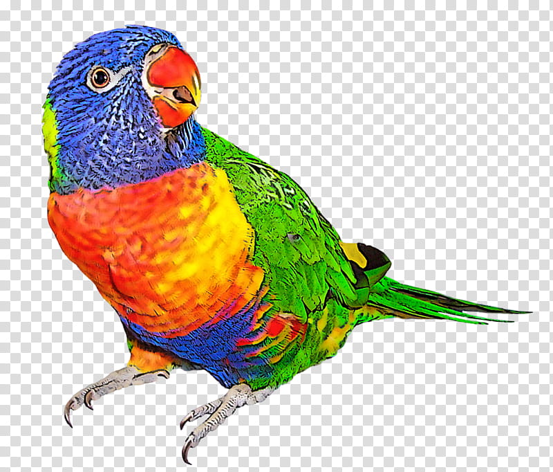 bird lorikeet parrot beak budgie, Parakeet, Macaw transparent background PNG clipart