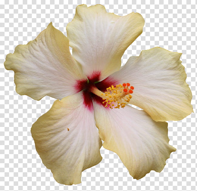 Blue Iris Flower, Shoeblackplant, Petal, Cut Flowers, Floral Design, Pink Flowers, White, Flower Bouquet transparent background PNG clipart