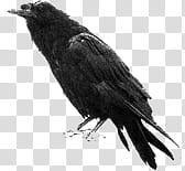 Birds  Stamps, black crow illustration transparent background PNG clipart
