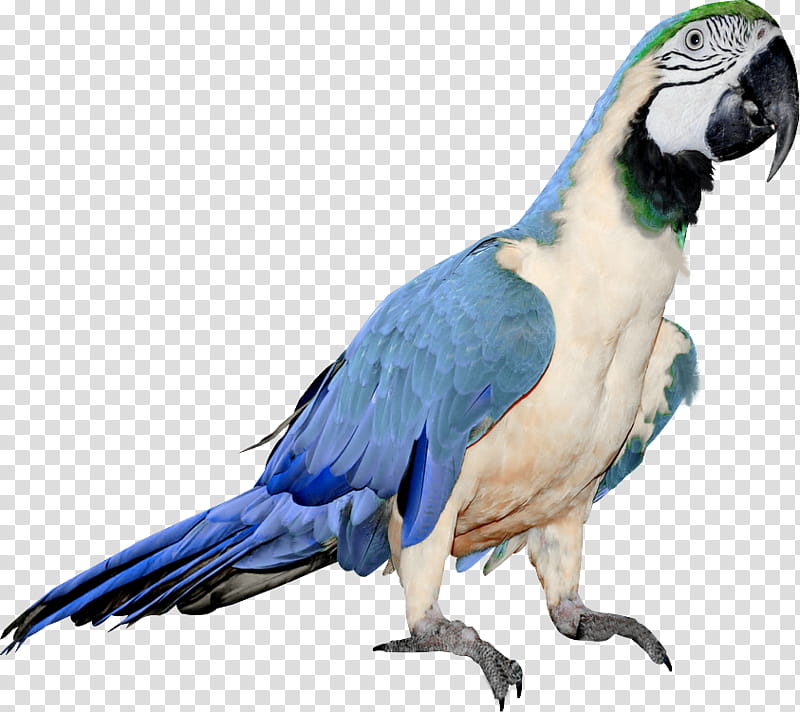 Bird Parrot, Budgerigar, Parrots Of New Guinea, True Parrot, Macaw, Animal, Beak, Feather, Parakeet, Wing transparent background PNG clipart