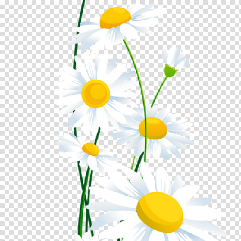 Flowers, BORDERS AND FRAMES, Common Daisy, Floral Design, Oxeye Daisy, Flower Garden, Chamomile, Yellow transparent background PNG clipart