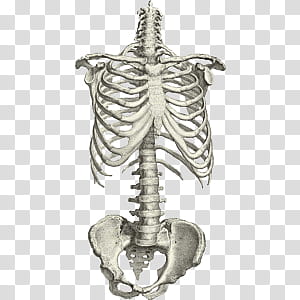O, gray skeleton art transparent background PNG clipart