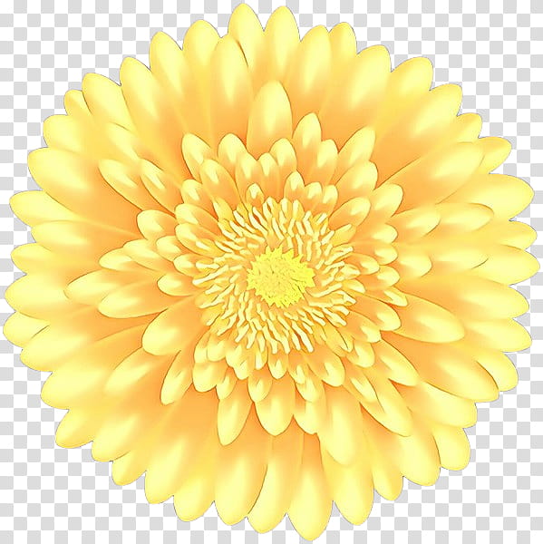 flower yellow petal gerbera plant, Cartoon, Pollen, Cut Flowers, English Marigold transparent background PNG clipart