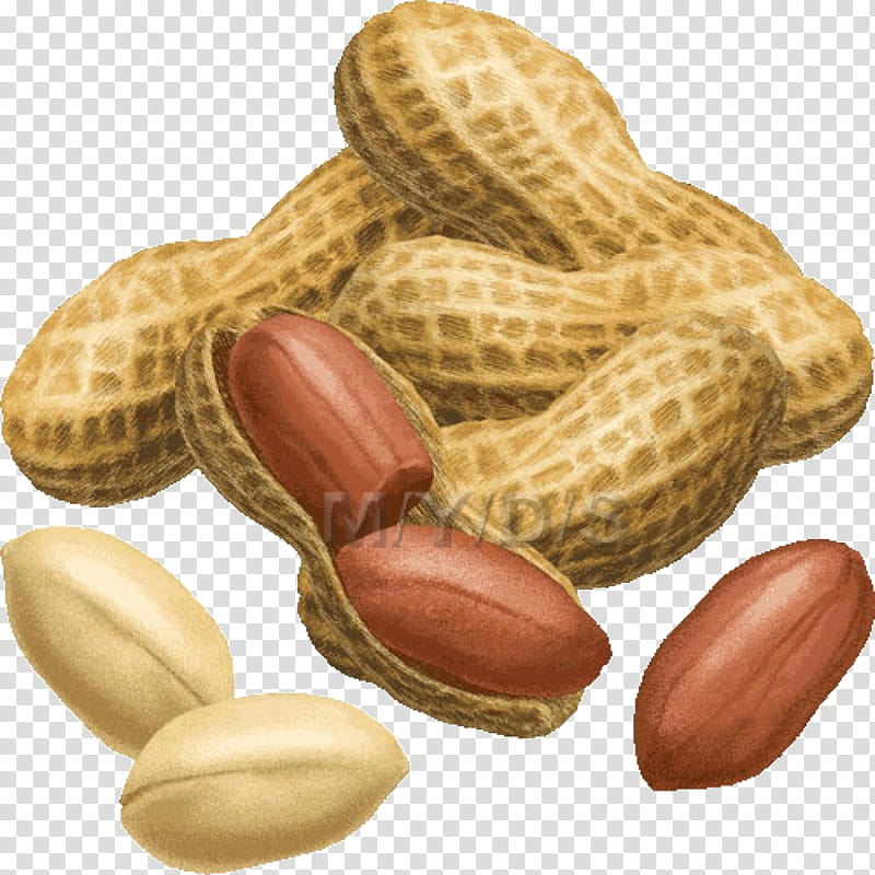 peanut clipart