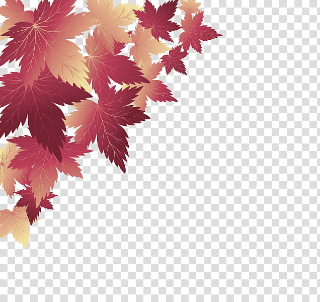 Maple leaf, Tree, Pink, Plant, Woody Plant, Sky, Flower, Branch transparent background PNG clipart