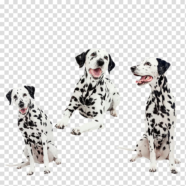 Dog, Dalmatian Dog, Puppy, Animal, Companion Dog, Nonsporting Group, Breed, Pet transparent background PNG clipart