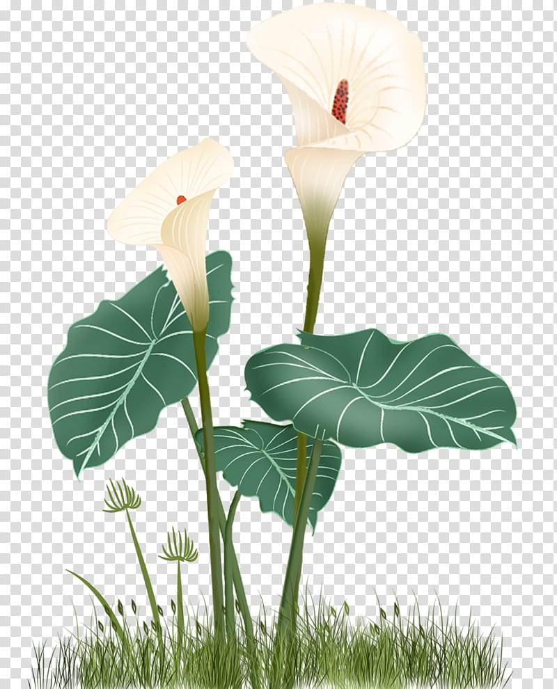 white peace lily flower illustration transparent background PNG clipart