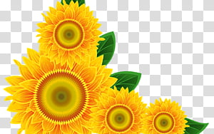 Sunflower, Watercolor Painting, Common Sunflower, Borders Clip Art, BORDERS AND FRAMES, Sunflower Corner, Yellow, Plant transparent background PNG clipart thumbnail