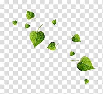 Nature s, green leaves transparent background PNG clipart
