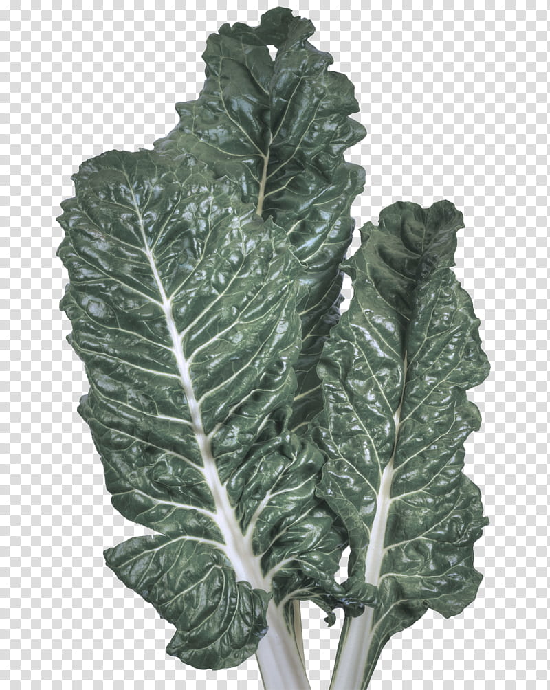 leaf lacinato kale flower plant leaf vegetable, Cabbage, Collard Greens, Wild Cabbage, Tatsoi transparent background PNG clipart