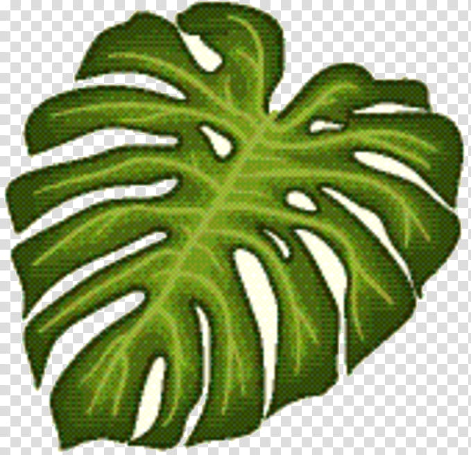 Green Leaf, Plant Stem, Vegetable, Fruit, Plants, Monstera Deliciosa, Botany, Flower transparent background PNG clipart